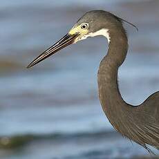 Aigrette dimorphe