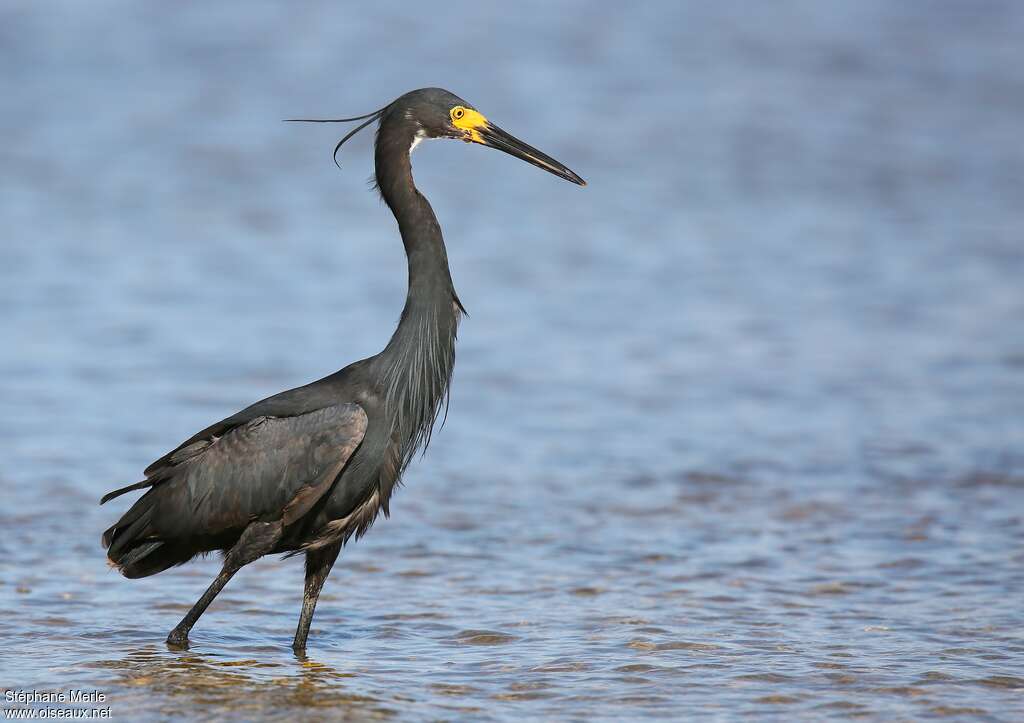 Dimorphic Egretadult, identification