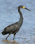 Aigrette dimorphe