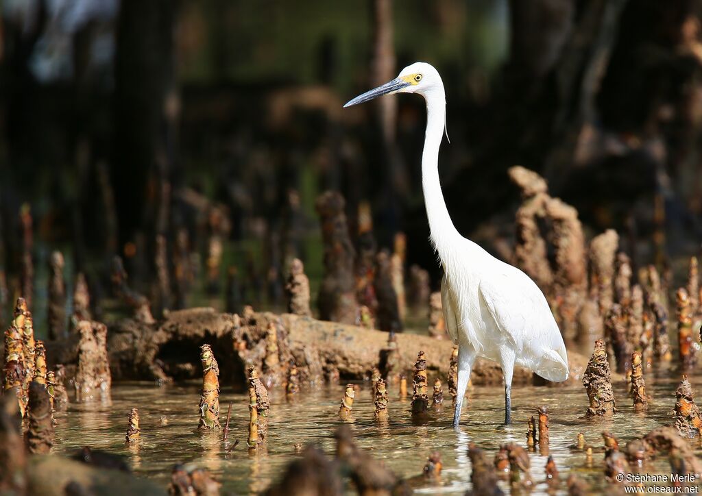 Aigrette dimorpheadulte