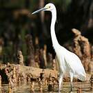 Aigrette dimorphe