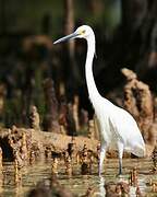 Aigrette dimorphe