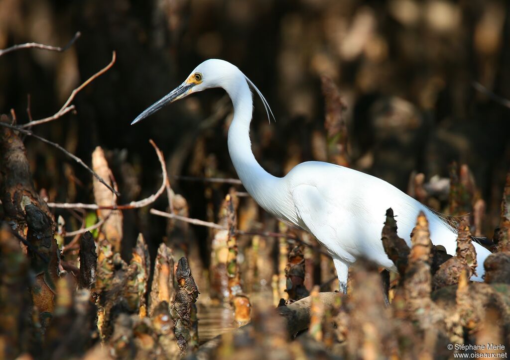 Aigrette dimorphe