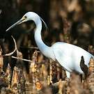 Aigrette dimorphe