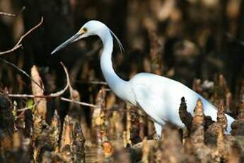 Aigrette dimorphe