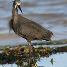 Aigrette dimorphe