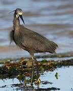 Aigrette dimorphe