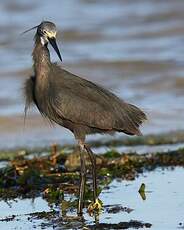 Aigrette dimorphe