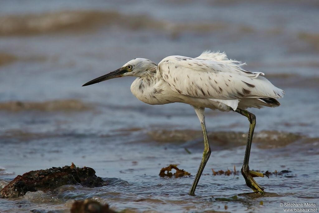 Dimorphic Egret