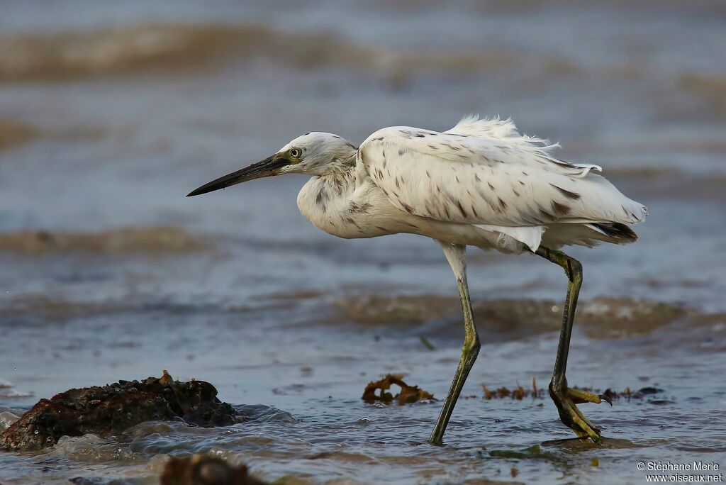 Aigrette dimorphe