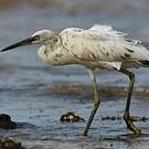 Aigrette dimorphe
