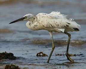 Aigrette dimorphe