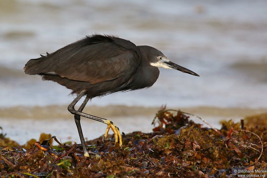 Aigrette dimorphe