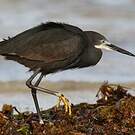 Aigrette dimorphe
