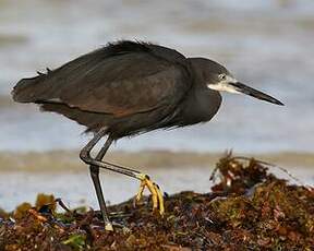 Aigrette dimorphe