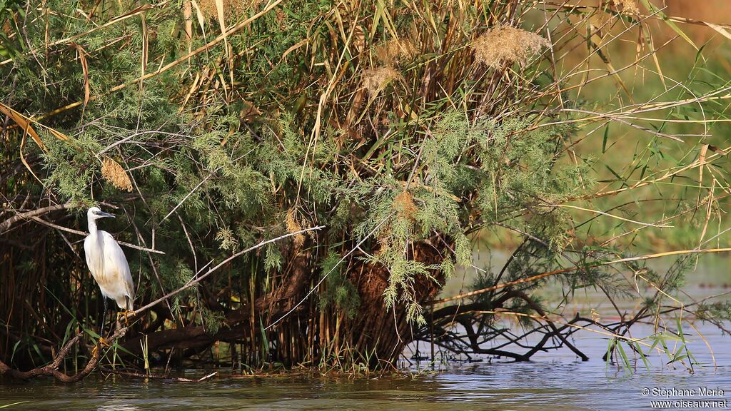 Aigrette garzette