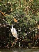 Aigrette garzette