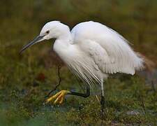 Little Egret