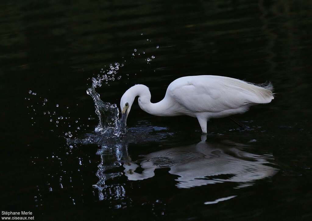 Little Egret