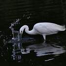Little Egret
