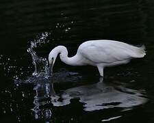 Aigrette garzette