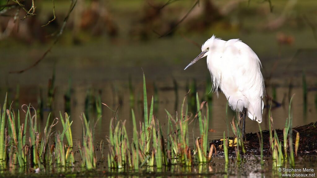 Little Egretadult