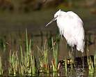 Aigrette garzette