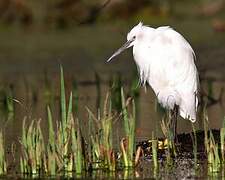 Little Egret