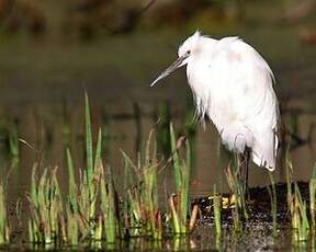 Aigrette garzette