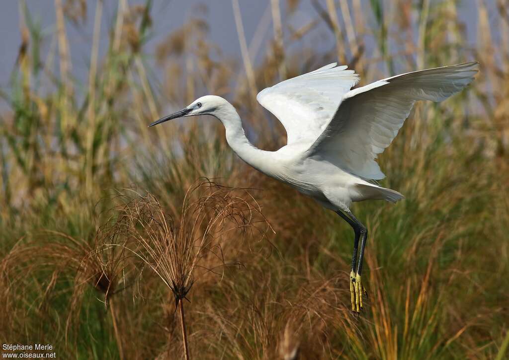 Aigrette garzette