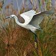 Aigrette garzette