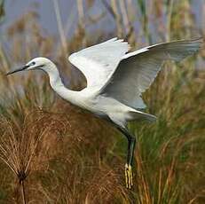 Aigrette garzette