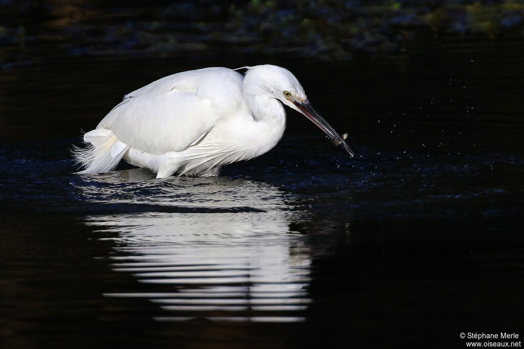 Little Egretadult