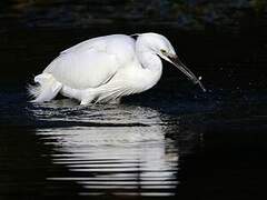 Little Egret