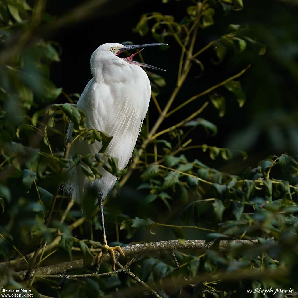 Aigrette garzetteadulte