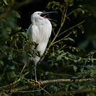 Little Egret