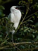 Aigrette garzette