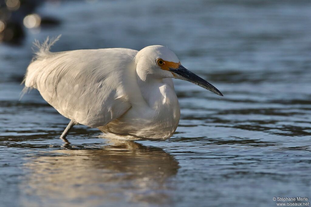 Snowy Egretadult