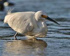 Snowy Egret