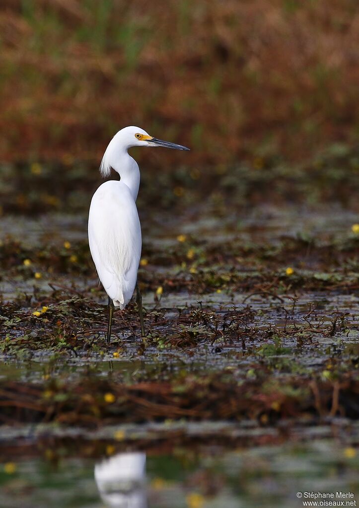 Aigrette neigeuseadulte