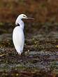 Aigrette neigeuse