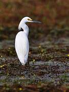 Snowy Egret