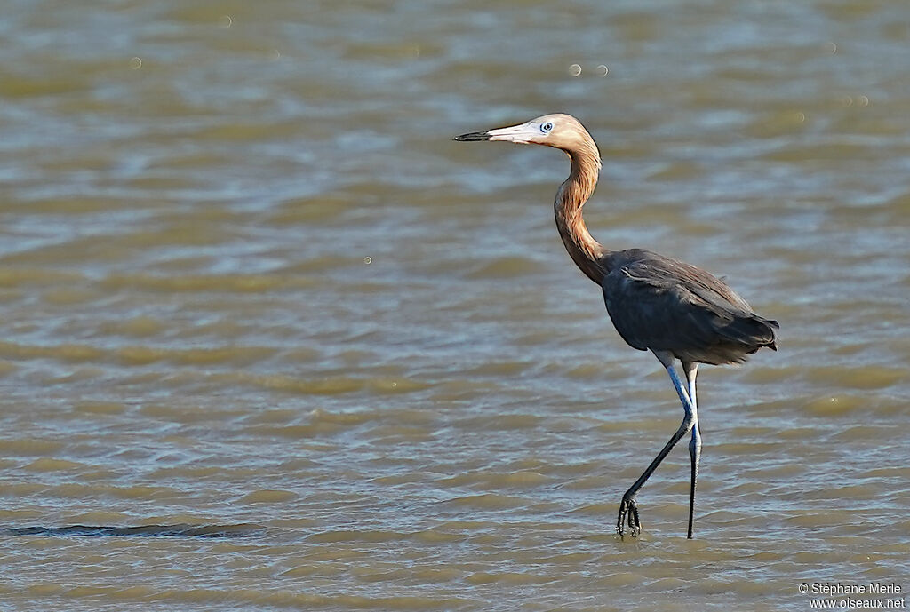 Aigrette roussâtreadulte