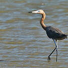 Aigrette roussâtre