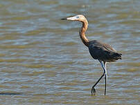 Aigrette roussâtre