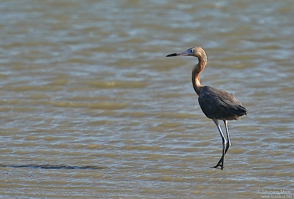 Reddish Egret