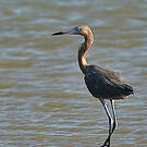 Aigrette roussâtre