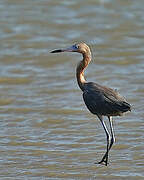 Reddish Egret