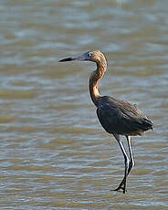 Aigrette roussâtre