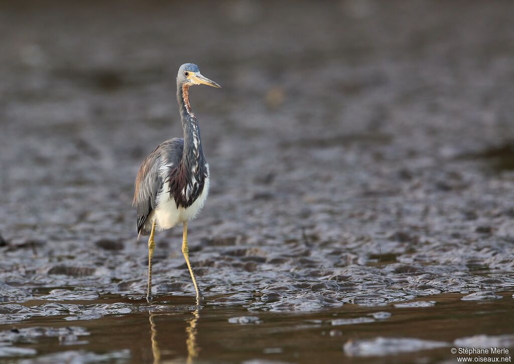 Tricolored Heronadult